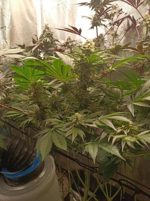 Honey Melon Kush 🍯🍉. Week 10