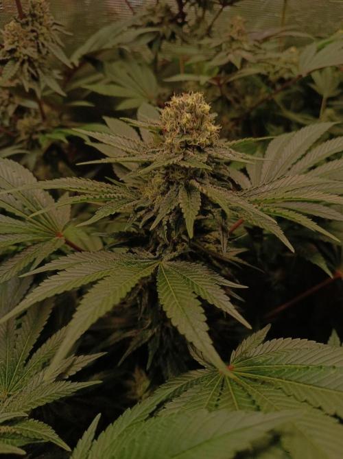 Honey Melon Kush 🍯🍉. Week 10