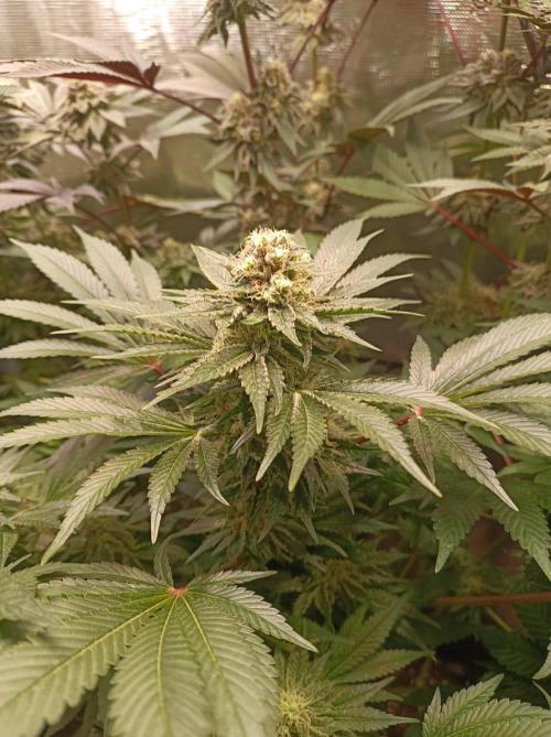 Honey Melon Kush 🍯🍉. Week 10