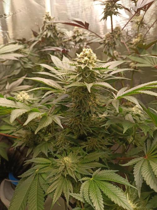 Honey Melon Kush Auto. Week 10