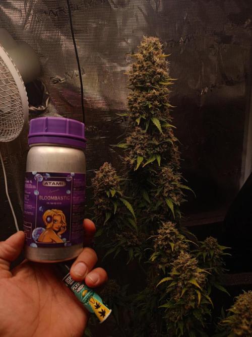 Biscotti Auto 🐒Gen. ATAMI Contest. Week 11