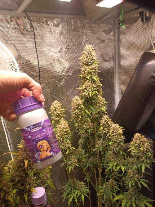 Biscotti Auto 🐒Gen. ATAMI Contest. Week 11