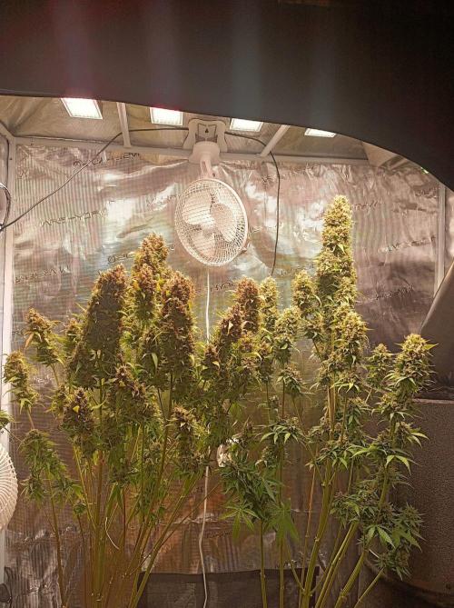 Biscotti Auto 🐒Gen. ATAMI Contest. Week 11
