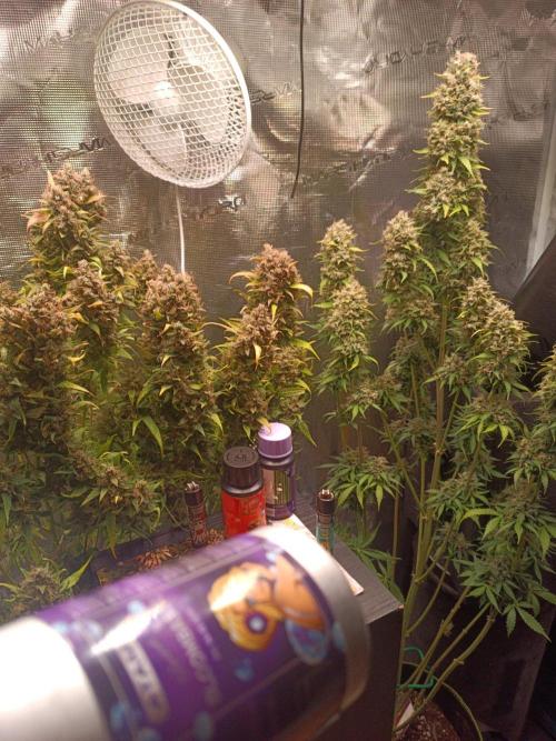Biscotti Auto 🐒Gen. ATAMI Contest. Week 11 - Blackberry Gas left