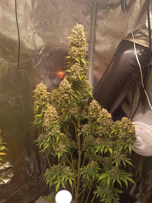 Biscotti Auto 🐒Gen. ATAMI Contest. Week 11