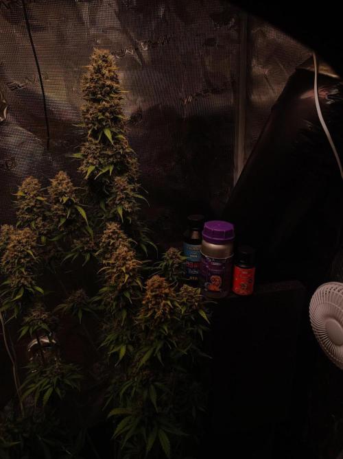 Biscotti Auto 🐒Gen. ATAMI Contest. Week 11