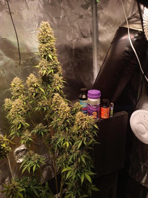 Biscotti Auto 🐒Gen. ATAMI Contest. Week 11