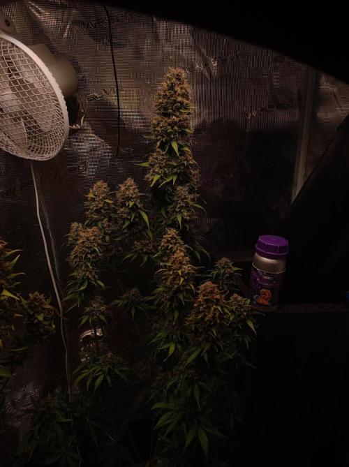 Biscotti Auto 🐒Gen. ATAMI Contest. Week 11