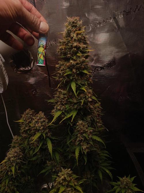 Biscotti Auto 🐒Gen. ATAMI Contest. Week 11