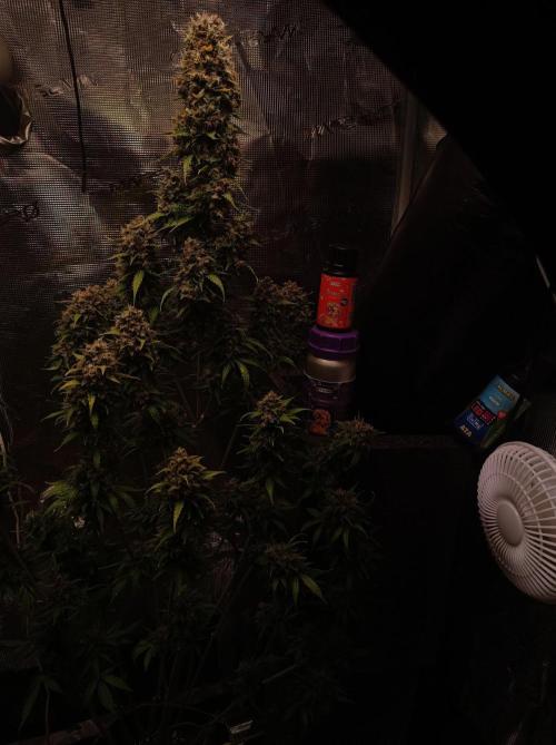 Biscotti Auto 🐒Gen. ATAMI Contest. Week 11