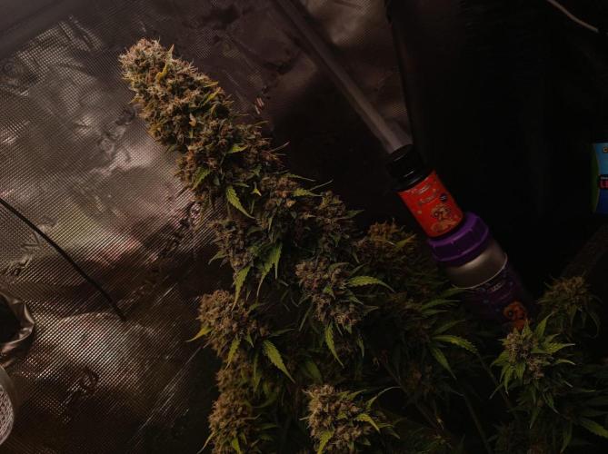 Biscotti Auto 🐒Gen. ATAMI Contest. Week 11