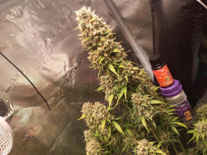Biscotti Auto 🐒Gen. ATAMI Contest. Week 11