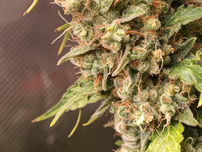 Biscotti Auto 🐒Gen. ATAMI Contest. Week 11