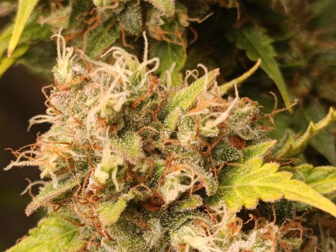 Biscotti Auto 🐒Gen. ATAMI Contest. Week 11