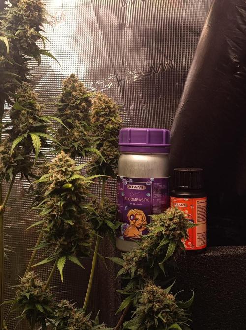 Biscotti Auto 🐒Gen. ATAMI Contest. Week 11