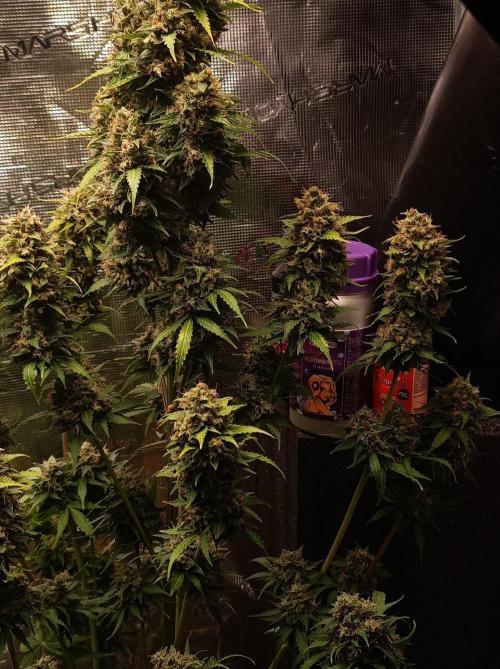 Biscotti Auto 🐒Gen. ATAMI Contest. Week 11