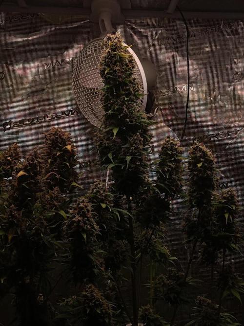 Biscotti Auto 🐒Gen. ATAMI Contest. Week 11