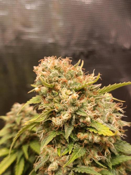 Biscotti Auto 🐒Gen. ATAMI Contest. Week 11