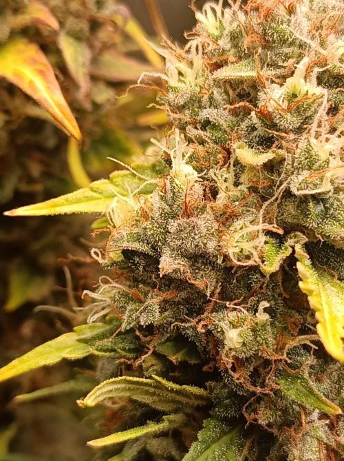 Biscotti Auto 🐒Gen. ATAMI Contest. Week 11
