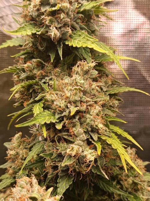 Biscotti Auto 🐒Gen. ATAMI Contest. Week 11