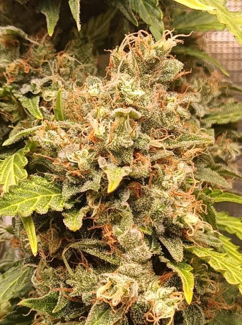 Biscotti Auto 🐒Gen. ATAMI Contest. Week 11