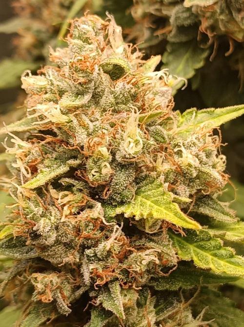 Biscotti Auto 🐒Gen. ATAMI Contest. Week 11