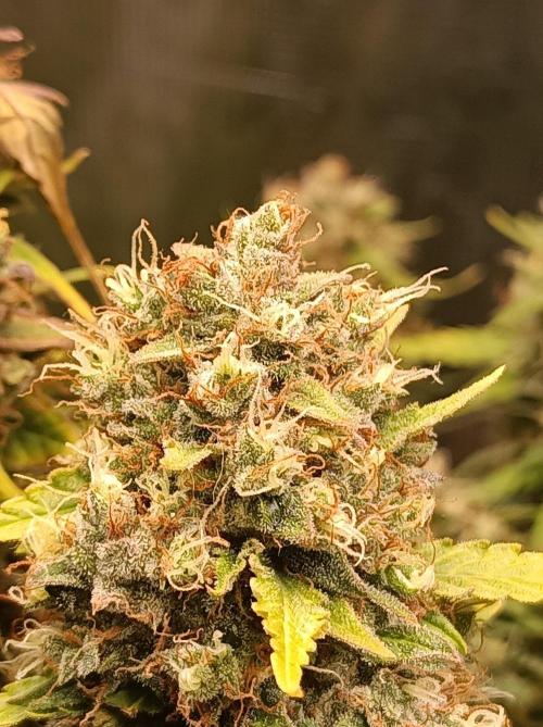 Biscotti Auto 🐒Gen. ATAMI Contest. Week 11