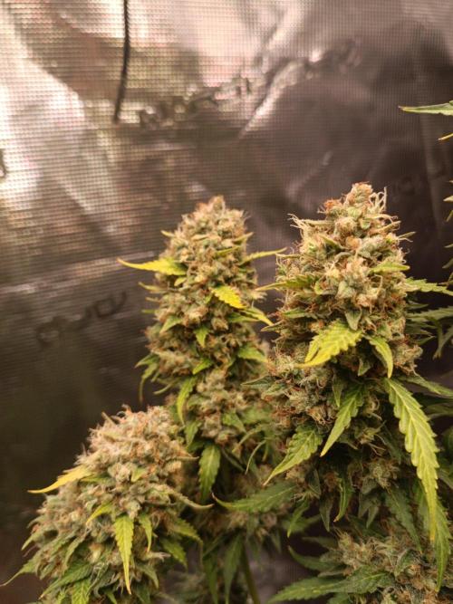 Biscotti Auto 🐒Gen. ATAMI Contest. Week 11