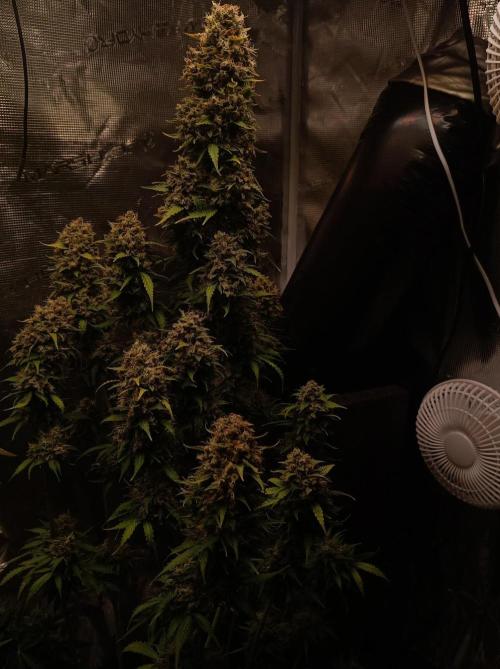 Biscotti Auto 🐒Gen. ATAMI Contest. Week 11