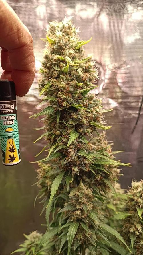 Biscotti Auto 🐒Gen. ATAMI Contest