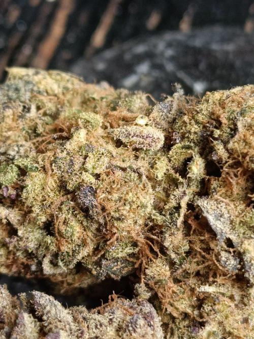 NL x Runtz🌌. Week 16