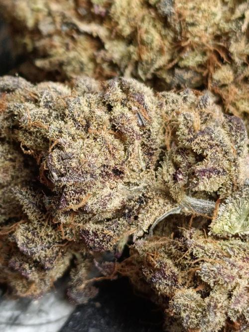 NL x Runtz🌌. Week 16