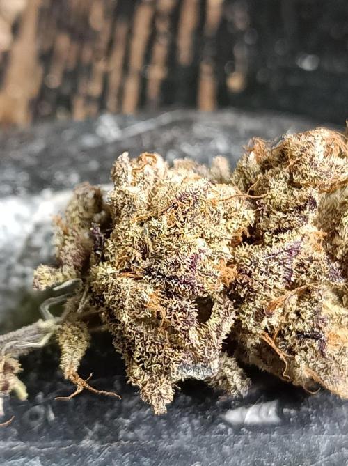 NL x Runtz🌌. Week 16