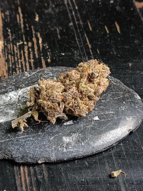 NL x Runtz🌌. Week 16