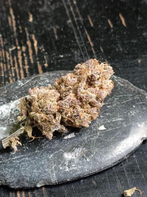 NL x Runtz🌌. Week 16
