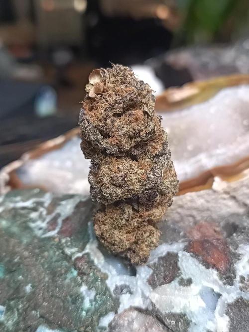 NL x Runtz🌌. Week 16