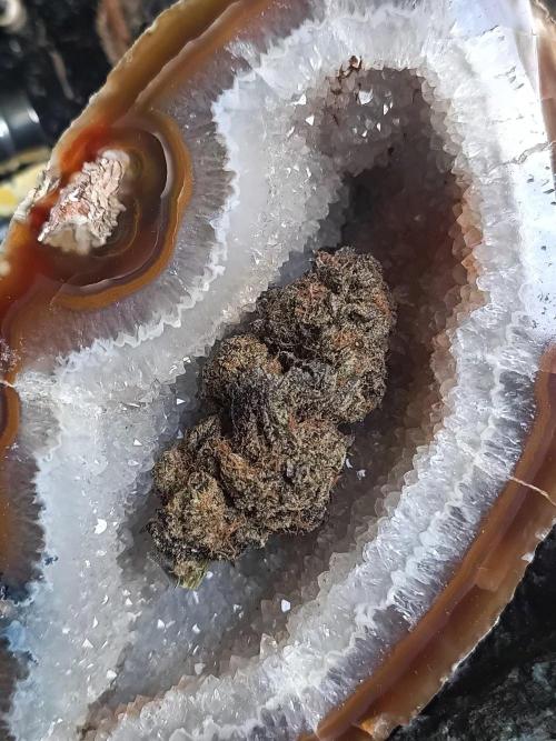 NL x Runtz🌌. Week 16