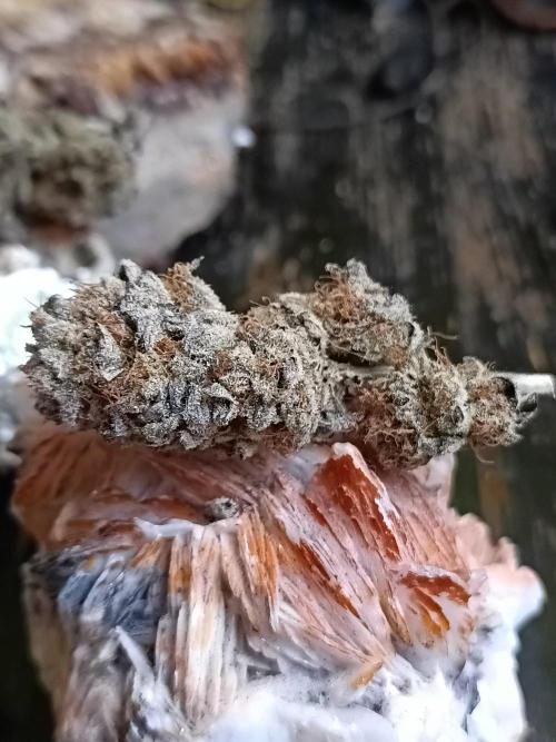 NL x Runtz🌌. Week 16