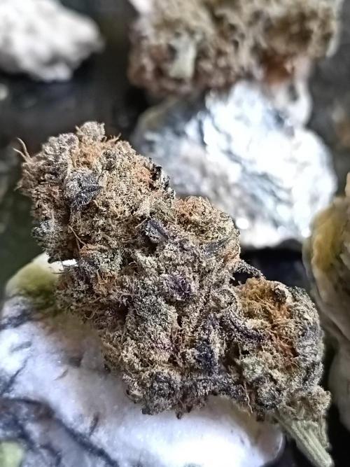 NL x Runtz🌌. Week 16
