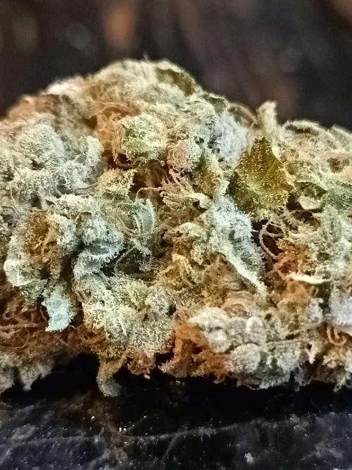 Blackberry Gas Auto🐒Gen. ATAMI Contest. Week 12
