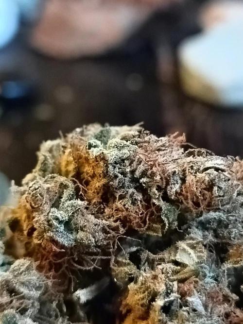 Blackberry Gas Auto🐒Gen. ATAMI Contest. Week 12
