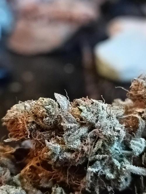 Blackberry Gas Auto🐒Gen. ATAMI Contest. Week 12