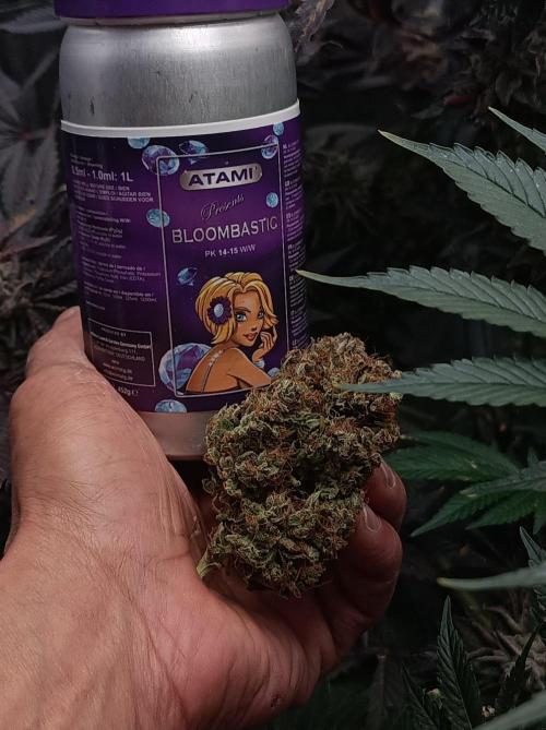 Blackberry Gas Auto🐒Gen. ATAMI Contest. Week 12