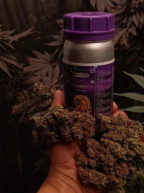 Blackberry Gas Auto🐒Gen. ATAMI Contest. Week 12