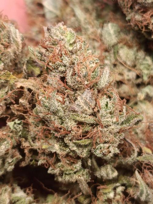 Blackberry Gas Auto🐒Gen. ATAMI Contest. Week 12