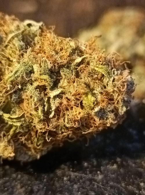 Biscotti Auto 🐒Gen. ATAMI Contest. Week 12