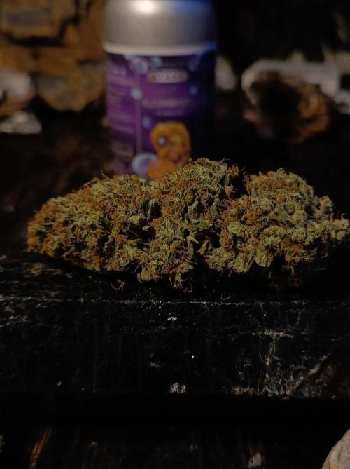 Biscotti Auto 🐒Gen. ATAMI Contest. Week 12