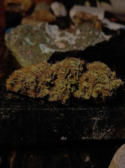 Biscotti Auto 🐒Gen. ATAMI Contest. Week 12