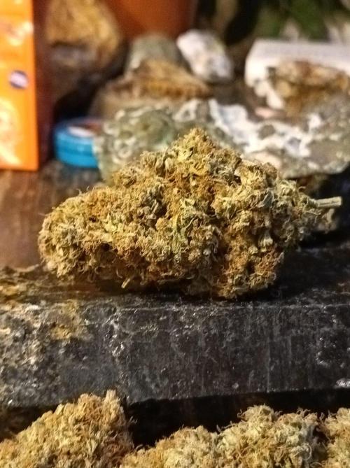 Biscotti Auto 🐒Gen. ATAMI Contest. Week 12