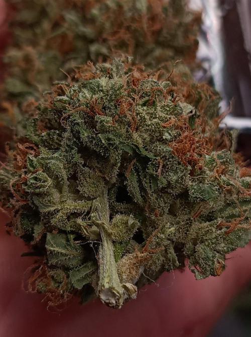 Biscotti Auto 🐒Gen. ATAMI Contest. Week 12